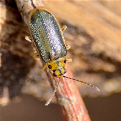 Xanthogaleruca luteola (Elm leaf beetle) at Campbell, ACT - 16 Mar 2025 by Hejor1