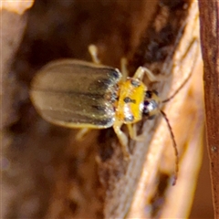 Xanthogaleruca luteola at Campbell, ACT - 16 Mar 2025 01:00 PM