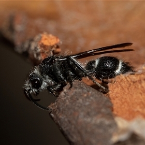 Mutillidae (family) at Lawson, ACT - 12 Mar 2025 10:59 AM