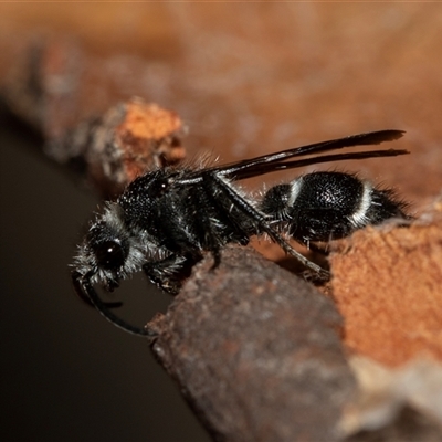 Mutillidae (family) (Unidentified Mutillid wasp or velvet ant) at Lawson, ACT - 12 Mar 2025 by AlisonMilton