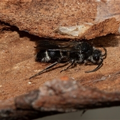 Mutillidae (family) at Lawson, ACT - 12 Mar 2025 10:59 AM