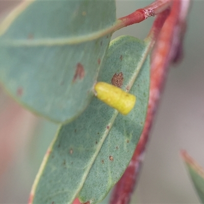 Unidentified Insect at Wodonga, VIC - 15 Mar 2025 by KylieWaldon