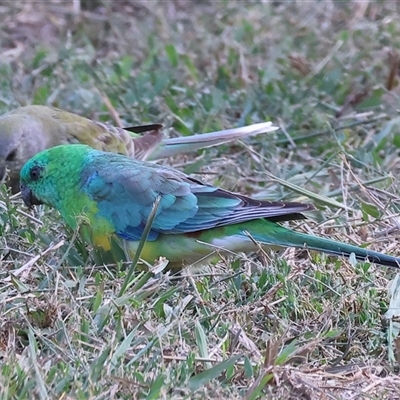 Psephotus haematonotus (Red-rumped Parrot) at Wodonga, VIC - 15 Mar 2025 by KylieWaldon