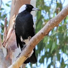 Gymnorhina tibicen (Australian Magpie) at Wodonga, VIC - 15 Mar 2025 by KylieWaldon