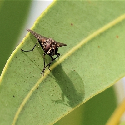 Unidentified Blow fly (Calliphoridae) at Wodonga, VIC - 15 Mar 2025 by KylieWaldon