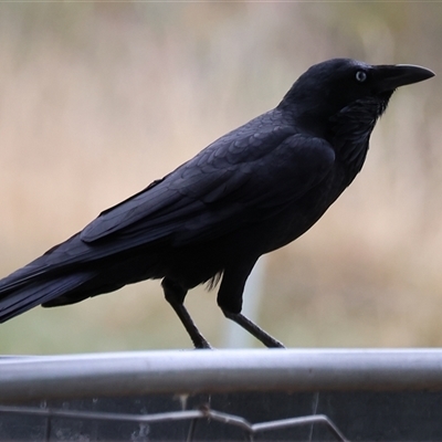 Corvus mellori (Little Raven) at Wodonga, VIC - 16 Mar 2025 by KylieWaldon