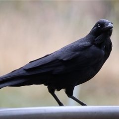Corvus mellori at Wodonga, VIC - 16 Mar 2025 12:58 PM
