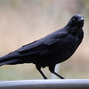 Corvus mellori at Wodonga, VIC - 16 Mar 2025 12:58 PM