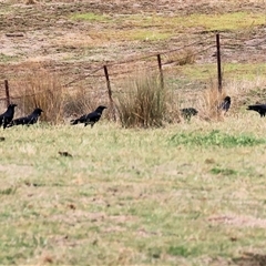 Corvus mellori at Wodonga, VIC - 16 Mar 2025 12:58 PM