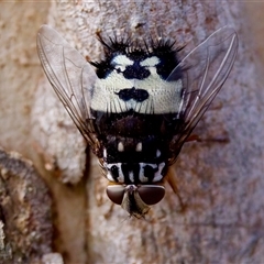 Formosia (Euamphibolia) speciosa (Bristle fly) at Acton, ACT - 9 Mar 2025 by KorinneM