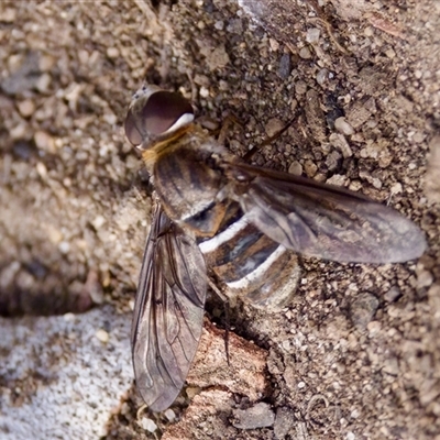 Villa sp. (genus) (Unidentified Villa bee fly) at Acton, ACT - 9 Mar 2025 by KorinneM