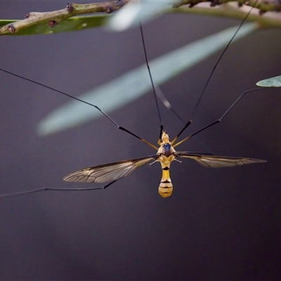 Leptotarsus (Leptotarsus) clavatus at Acton, ACT - 9 Mar 2025 by KorinneM