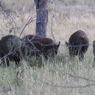 Sus scrofa (Pig (feral)) at Chapman, ACT - 15 Mar 2025 by HelenCross