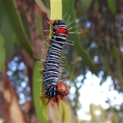 Comocrus behri (Mistletoe Day Moth) by HelenCross