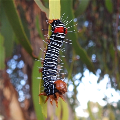 Comocrus behri (Mistletoe Day Moth) by HelenCross