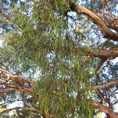 Comocrus behri at Chapman, ACT - suppressed