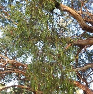 Comocrus behri at Chapman, ACT - suppressed
