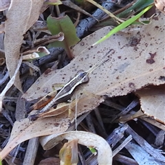 Phaulacridium vittatum (Wingless Grasshopper) at Chapman, ACT - 15 Mar 2025 by HelenCross