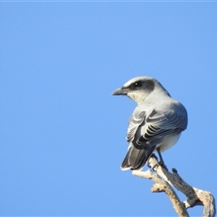 Coracina novaehollandiae (Black-faced Cuckooshrike) at Chapman, ACT - 15 Mar 2025 by HelenCross