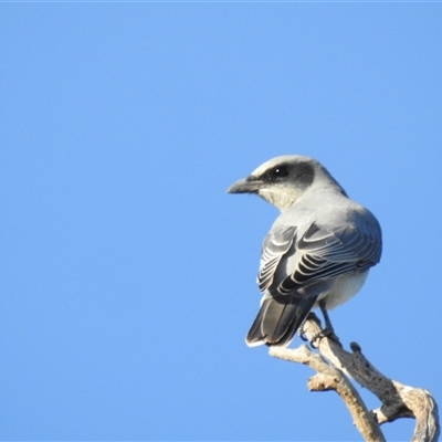 Coracina novaehollandiae (Black-faced Cuckooshrike) at Chapman, ACT - 15 Mar 2025 by HelenCross