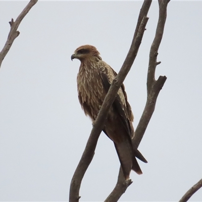 Milvus migrans (Black Kite) at Symonston, ACT - 16 Mar 2025 by BenW