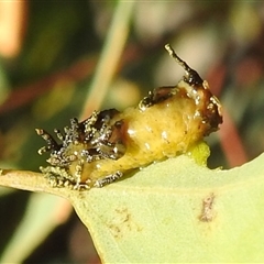 Gonipterini sp. (tribe) (A weevil) by HelenCross