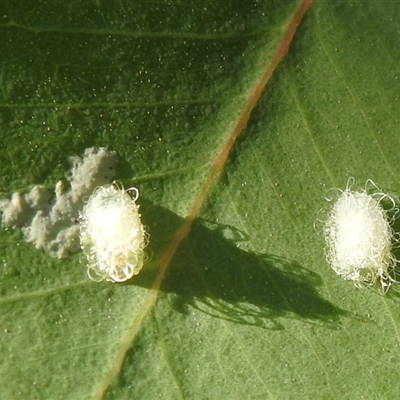 Glycaspis sp. (genus) (Unidentified sugary lerp) at Chapman, ACT - 15 Mar 2025 by HelenCross