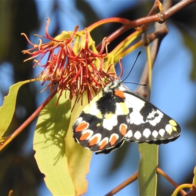 Delias aganippe (Spotted Jezebel) at Kambah, ACT - 16 Mar 2025 by HelenCross