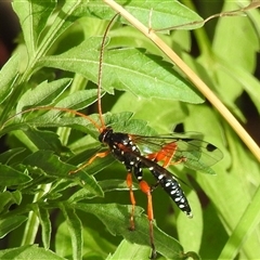 Echthromorpha intricatoria (Cream-spotted Ichneumon) at Kambah, ACT - 16 Mar 2025 by HelenCross