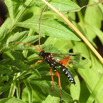 Echthromorpha intricatoria (Cream-spotted Ichneumon) at Kambah, ACT - 16 Mar 2025 by HelenCross