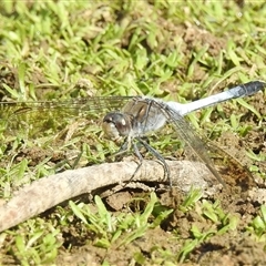 Orthetrum caledonicum (Blue Skimmer) at Kambah, ACT - 16 Mar 2025 by HelenCross