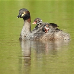 Tachybaptus novaehollandiae (Australasian Grebe) at Kambah, ACT - 16 Mar 2025 by HelenCross