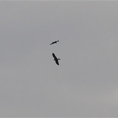 Milvus migrans (Black Kite) at Hume, ACT - 16 Mar 2025 by RodDeb