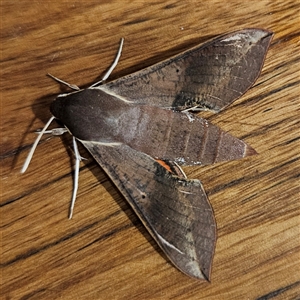 Hippotion scrofa at Braidwood, NSW - 16 Mar 2025 08:40 PM