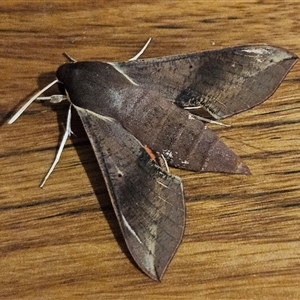 Hippotion scrofa at Braidwood, NSW - 16 Mar 2025 08:40 PM