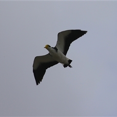 Vanellus miles (Masked Lapwing) at Isaacs, ACT - 16 Mar 2025 by RodDeb