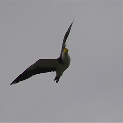 Vanellus miles at Isaacs, ACT - 16 Mar 2025 02:32 PM