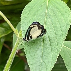 Psychonotis caelius (Small Green-banded Blue) at Unanderra, NSW - 16 Mar 2025 by PaperbarkNativeBees