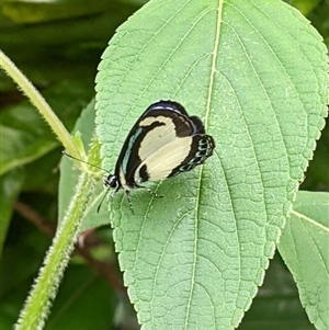 Psychonotis caelius at Unanderra, NSW - suppressed