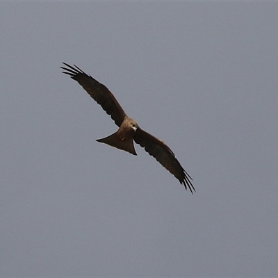 Milvus migrans (Black Kite) at Isaacs, ACT - 16 Mar 2025 by RodDeb