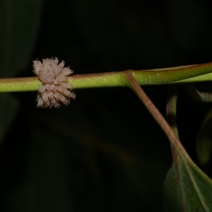 Paropsis atomaria at Freshwater Creek, VIC - 6 Mar 2025 05:32 PM