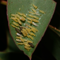 Paropsisterna cloelia (Eucalyptus variegated beetle) at Freshwater Creek, VIC - 6 Mar 2025 by WendyEM