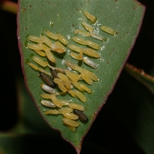Paropsisterna cloelia at Freshwater Creek, VIC - 6 Mar 2025 05:31 PM