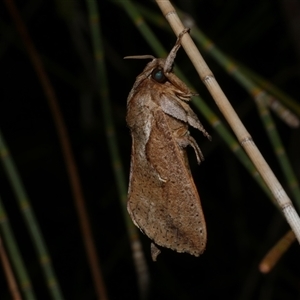 Elhamma australasiae at Freshwater Creek, VIC - 8 Mar 2025 10:12 PM