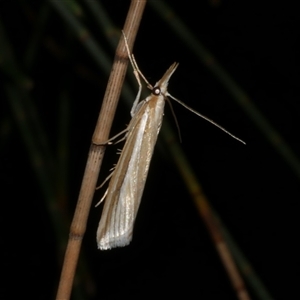 Hednota grammellus at Freshwater Creek, VIC - 8 Mar 2025 10:14 PM