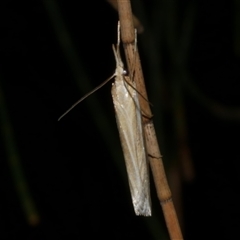 Hednota grammellus at Freshwater Creek, VIC - 8 Mar 2025 10:14 PM