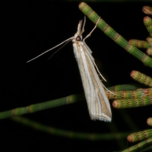 Hednota relatalis at Freshwater Creek, VIC - 8 Mar 2025 10:11 PM