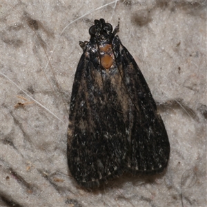 Stericta carbonalis at Freshwater Creek, VIC - 8 Mar 2025 02:09 PM