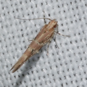 Pyroderces rileyi at Freshwater Creek, VIC - 15 Mar 2025 12:28 AM