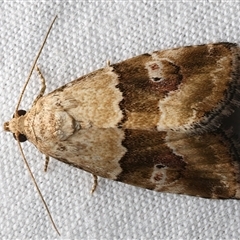 Maliattha amorpha (An Erebid moth (Acontiinae) at Rosedale, NSW - 7 Mar 2025 by jb2602